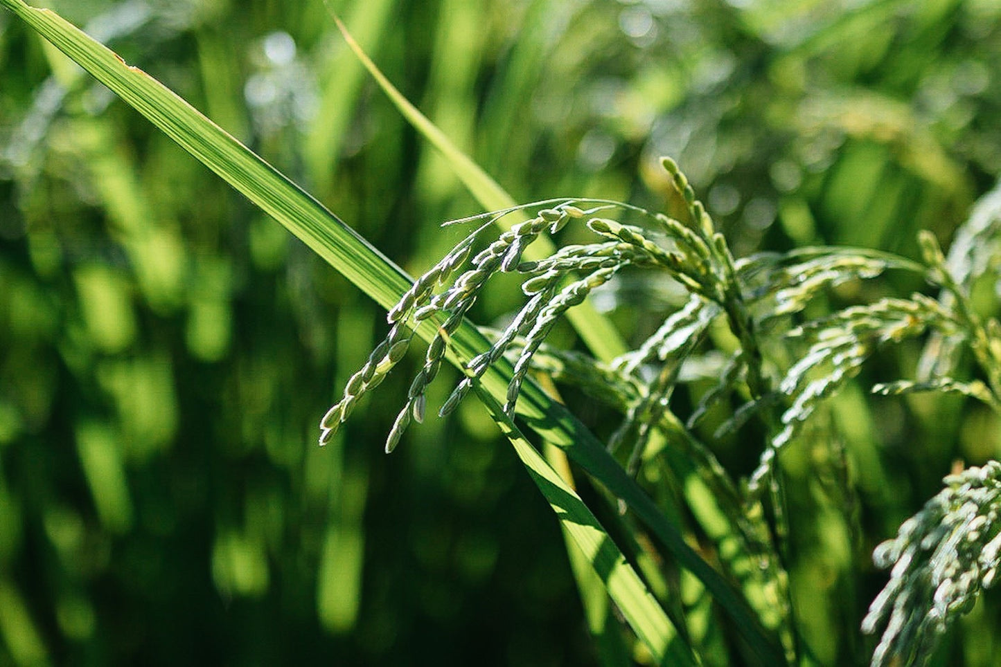 【数量限定】新米を味わう！プリンセスサリー(1kg)カレーキット付